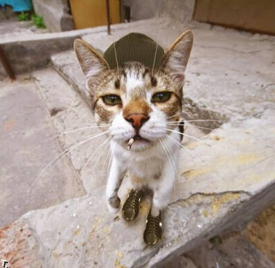 gato fumando